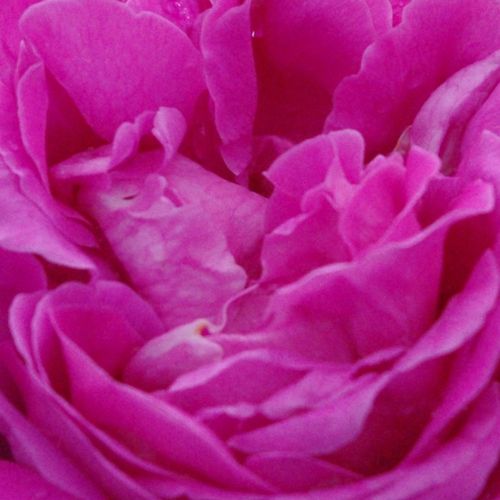 Comprar rosales online - Rosa - Rosas Portland - rosa de fragancia discreta - Rosal Duchesse de Rohan - Louis Lévêque & Fils - Flores duraderas, llamativas y abundantes.